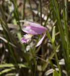 Rose pogonia <BR>Snakemouth orchid